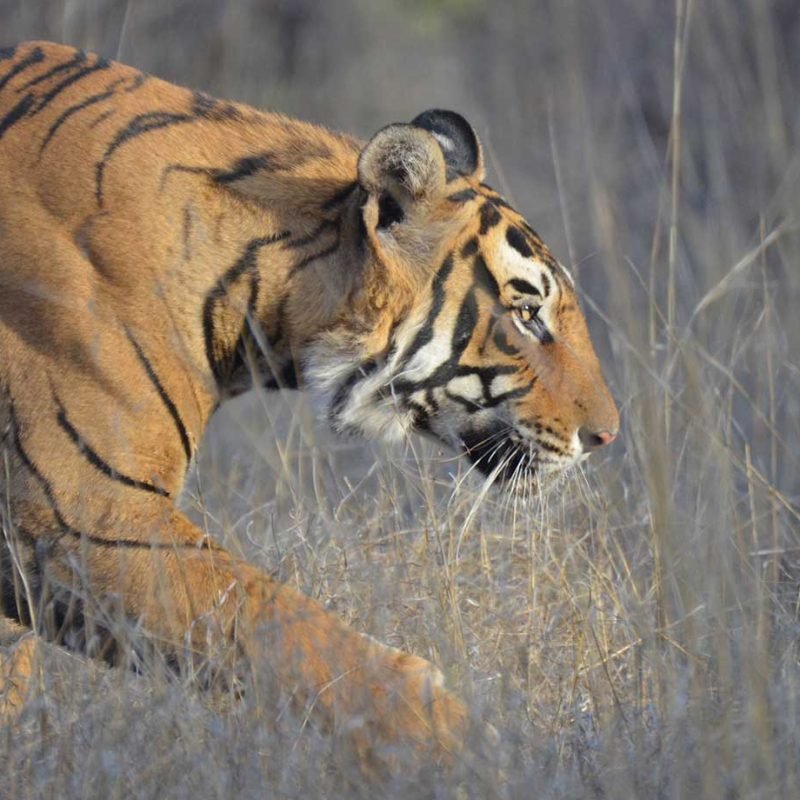 Contact - Tiger Safari Tours in India