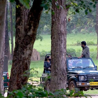 Tourists on a guided wildlife safari in a forest reserve, seated in open-top jeeps with a guide standing to provide information. The scene is set amidst dense trees and green forest undergrowth, capturing the experience of exploring nature and wildlife.