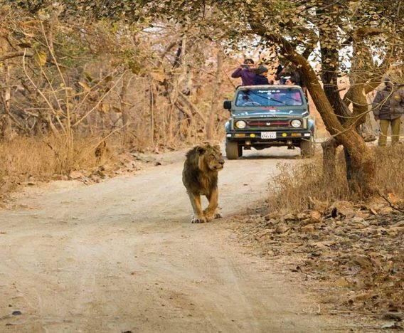 Lion walking and at back travelers taking photograph in jeep during wild life safari