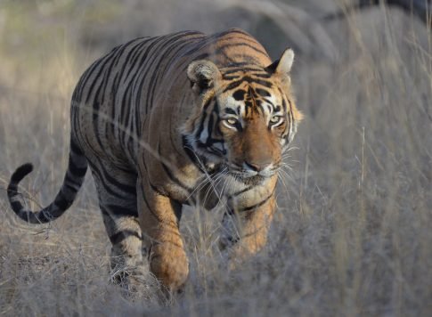 A Bengal tiger walking through dry grassland, its muscular body covered in an orange coat with bold black stripes. The tiger has an intense gaze, ears perked up, and its tail slightly curved as it moves forward cautiously