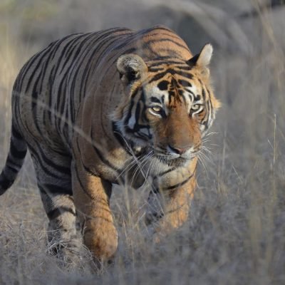A Bengal tiger walking through dry grassland, its muscular body covered in an orange coat with bold black stripes. The tiger has an intense gaze, ears perked up, and its tail slightly curved as it moves forward cautiously