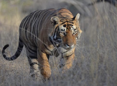 A Bengal tiger walking through dry grassland, its muscular body covered in an orange coat with bold black stripes. The tiger has an intense gaze, ears perked up, and its tail slightly curved as it moves forward cautiously