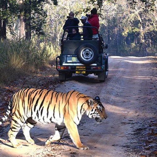 A tiger crossing a path in front of a group of tourists on a safari.