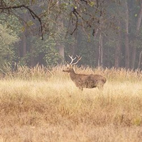 Deer standing in between the bushes at Kanha National Park