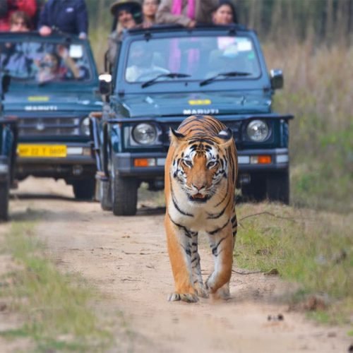 A Bengal tiger walks confidently down a dirt road in a forest, with three safari jeeps full of onlookers close behind. The tiger's gaze is focused forward, and the visitors observe it from a safe distance in the vehicles.