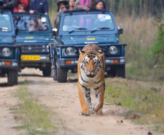 A Bengal tiger walks confidently down a dirt road in a forest, with three safari jeeps full of onlookers close behind. The tiger's gaze is focused forward, and the visitors observe it from a safe distance in the vehicles.