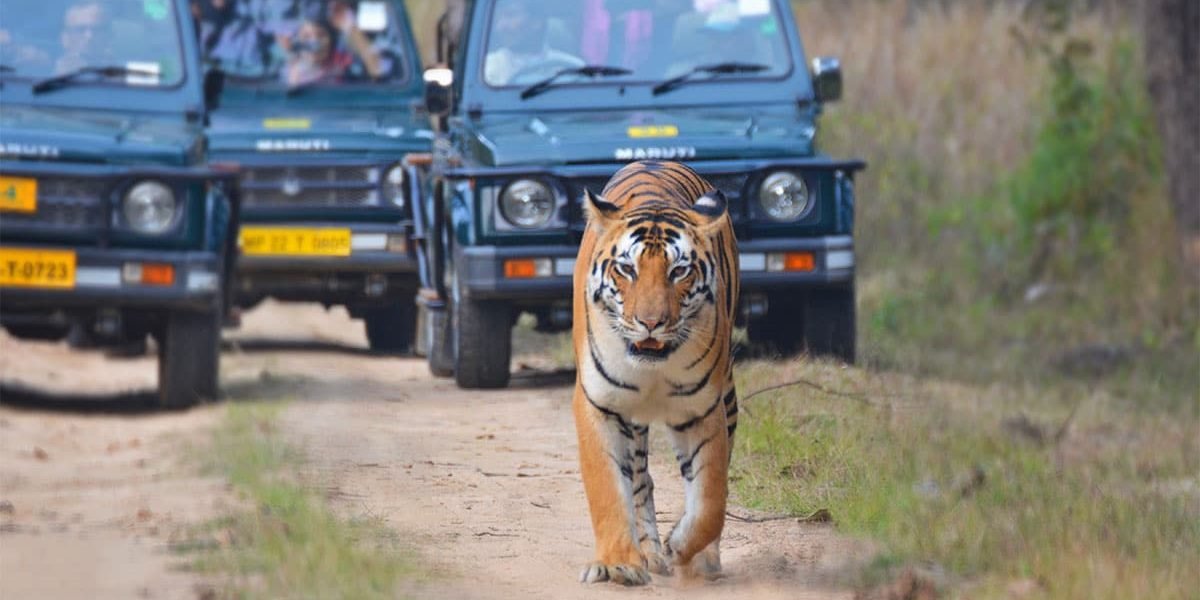 Tiger Walking Near Safari Jeeps A Bengal tiger walks confidently down a dirt road in a forest, with three safari jeeps full of onlookers close behind. The tiger's gaze is focused forward, and the visitors observe it from a safe distance in the vehicles.
