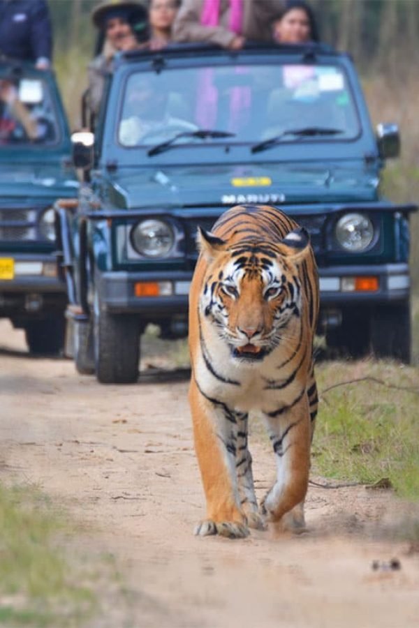 A Bengal tiger walks confidently down a dirt road in a forest, with three safari jeeps full of onlookers close behind. The tiger's gaze is focused forward, and the visitors observe it from a safe distance in the vehicles.