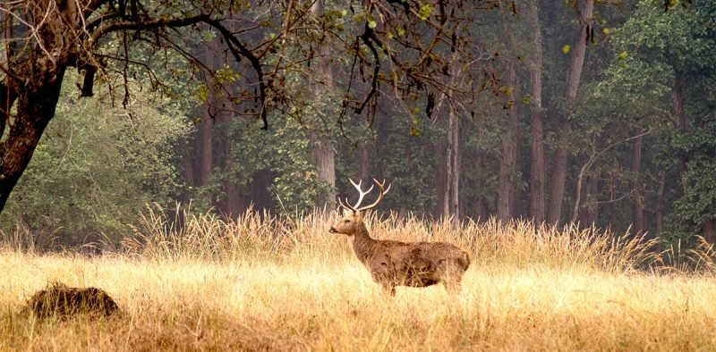 A majestic Barasingha (swamp deer) standing in a golden grass field surrounded by tall trees at Kanha National Park.