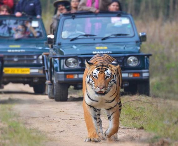 Traveler during jeep safari walking and taking phorograph of tiger walking at Kanha National Park