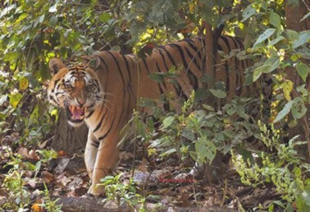 Tiger of Kanha National Park Roaring