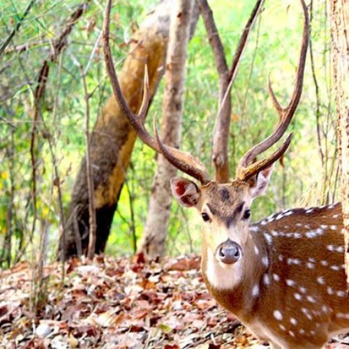 A spotted deer with large antlers stands partially hidden behind a tree in a forest, surrounded by dry leaves and lush greenery.