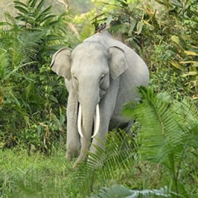 Wild Elephant of Kaziranga National Park