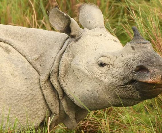 Rhino of Kaziranga National park