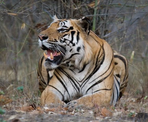 Tiger Roaring in Pench National Park