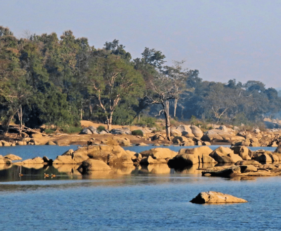 A tranquil river with large rocks scattered across the water, bordered by dense, green forest. The calm blue water reflects the rocks and trees, creating a peaceful natural scene under a clear sky.