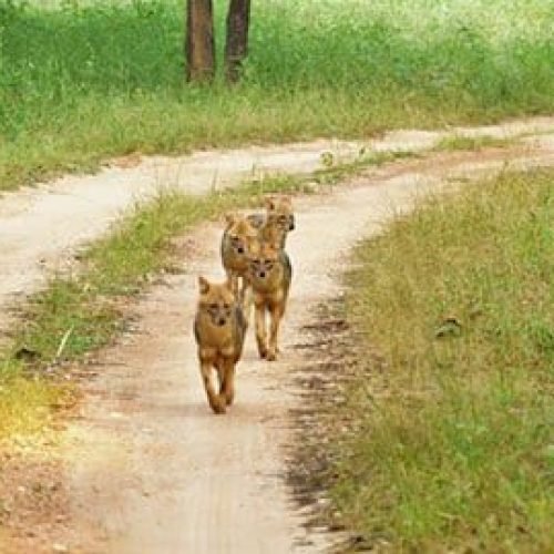 Wild Dogs in Pench National park