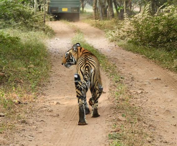 Tiger walking at ranthambore national park