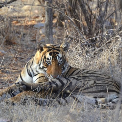 Ranthambore Travel Guide