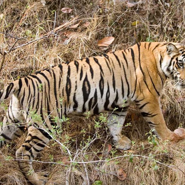 Big Cats Tours of India - Tiger Safari Tours