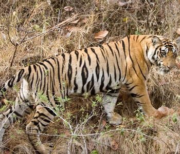 Big Cats Tours of India - Tiger Safari Tours