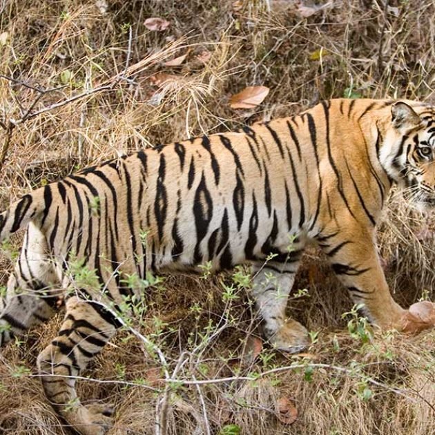 Big Cats Tours of India - Tiger Safari Tours