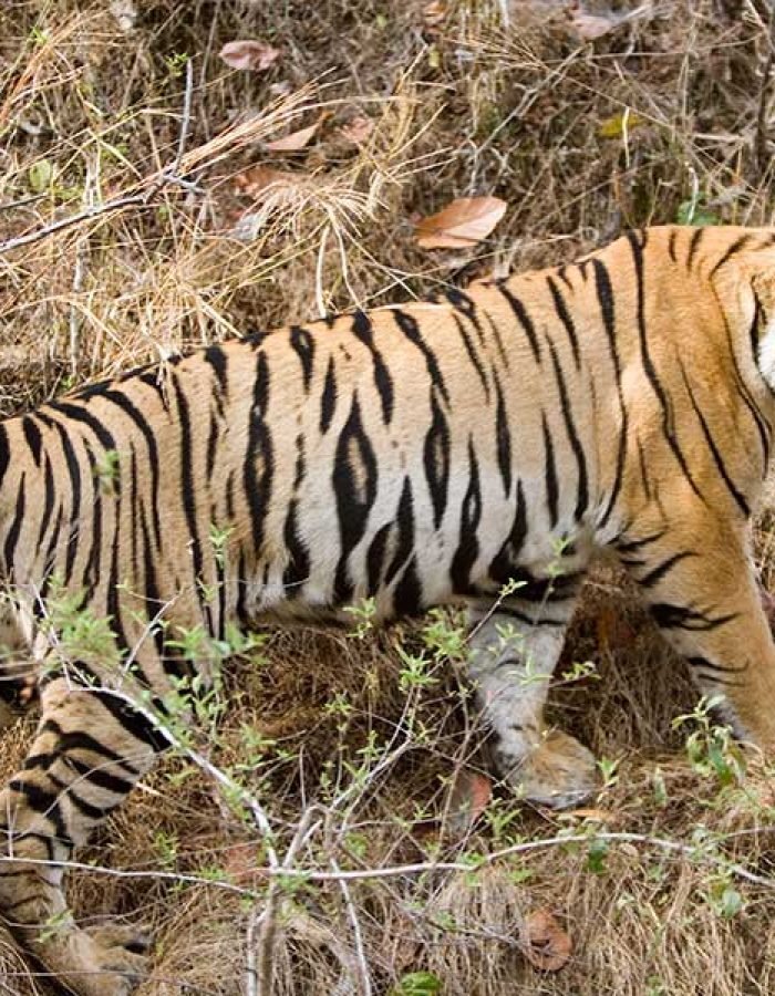 Big Cats Tours of India - Tiger Safari Tours