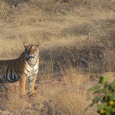 Tiger standing in between Bushes of Sariska Tiger reserve
