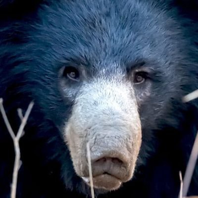 A unique bear species with a long snout and dark fur