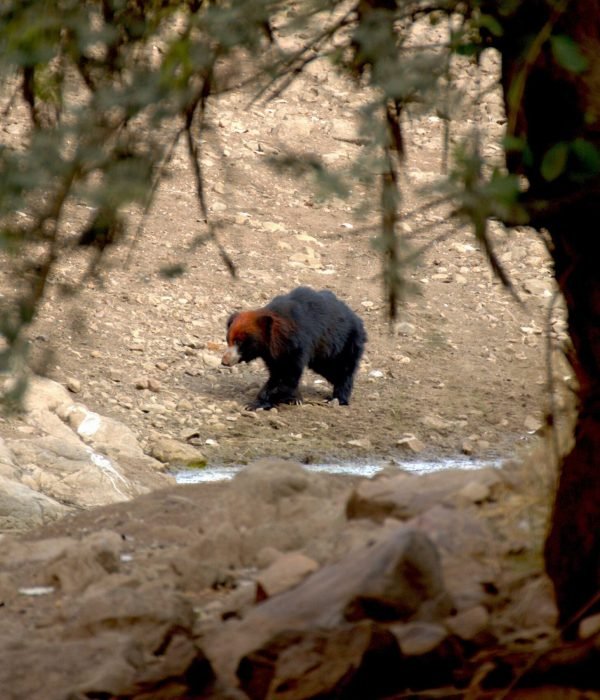 slot-bear-in-jungle