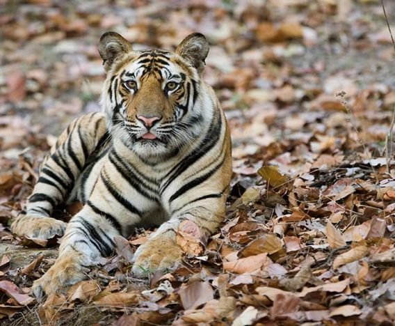 Tiger sitting in a place full of dry leafs at Tadoba National Park