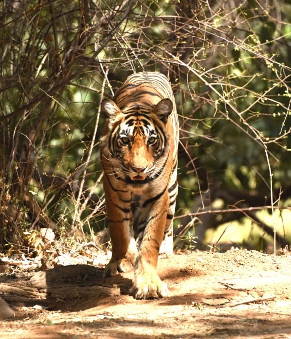 tiger-appearing-during-safari