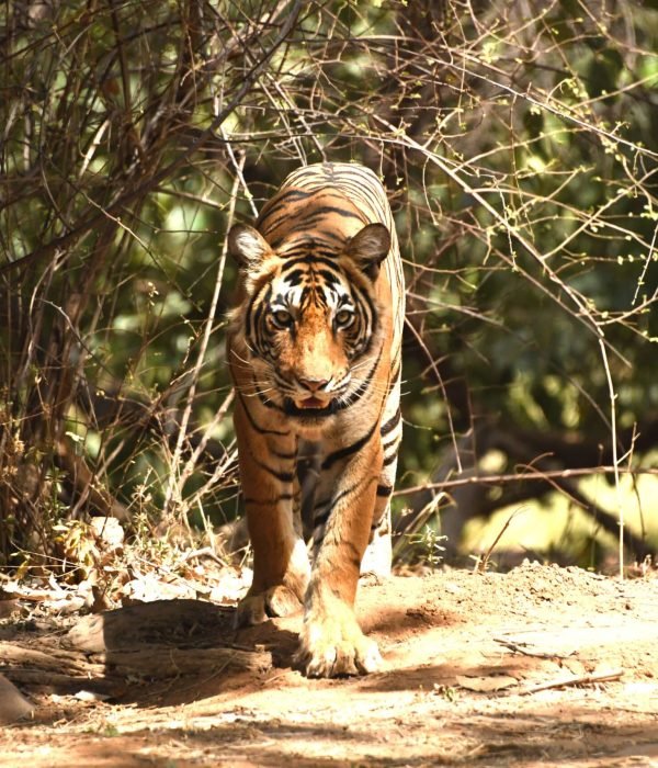 tiger-appearing-during-safari