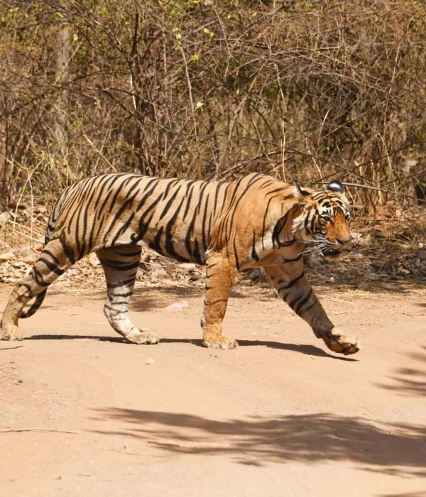tiger-crossing-trail