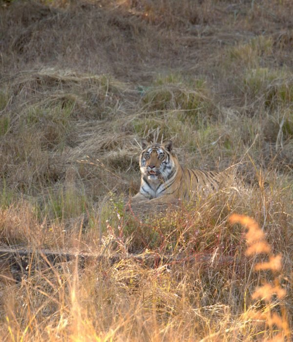 tiger-in-grassland