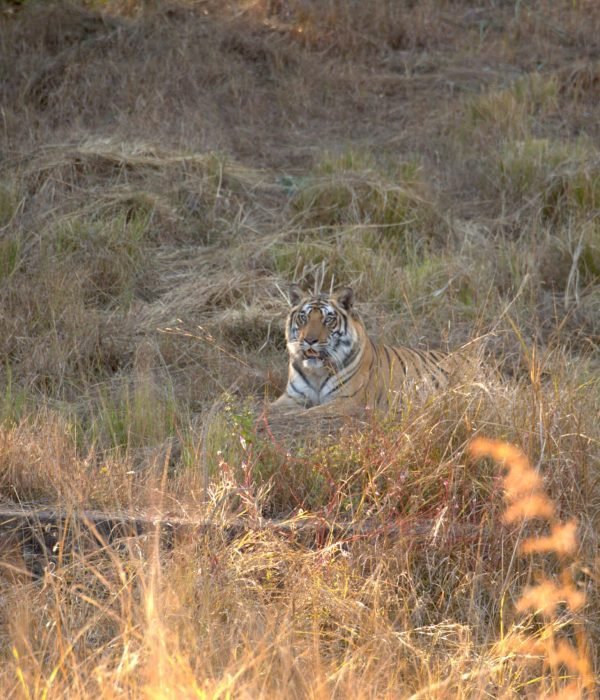 tiger-in-grassland