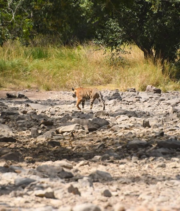 tiger-in-jim-corbett-terrain