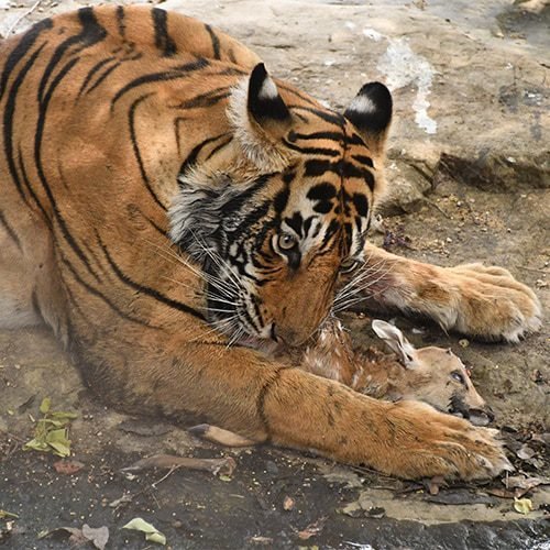 tiger-india-1