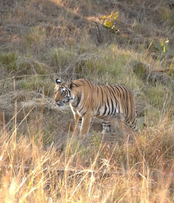 tiger-safari-in-jungle