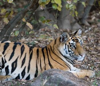 Big Five Safari Tour of India