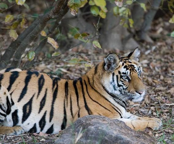 Big Five Safari Tour of India