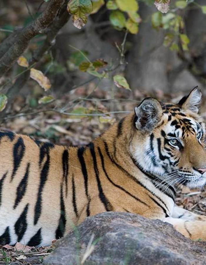 Big Five Safari Tour of India