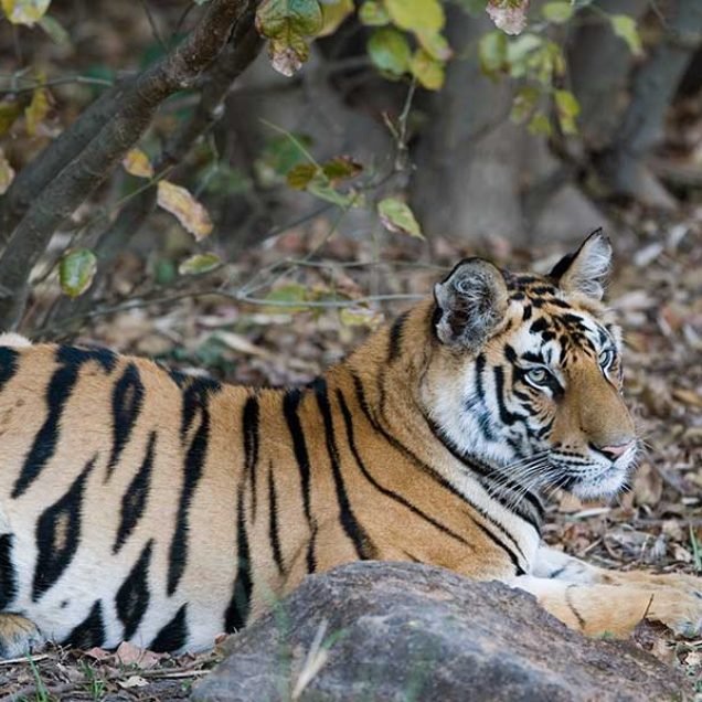 Big Five Safari Tour of India