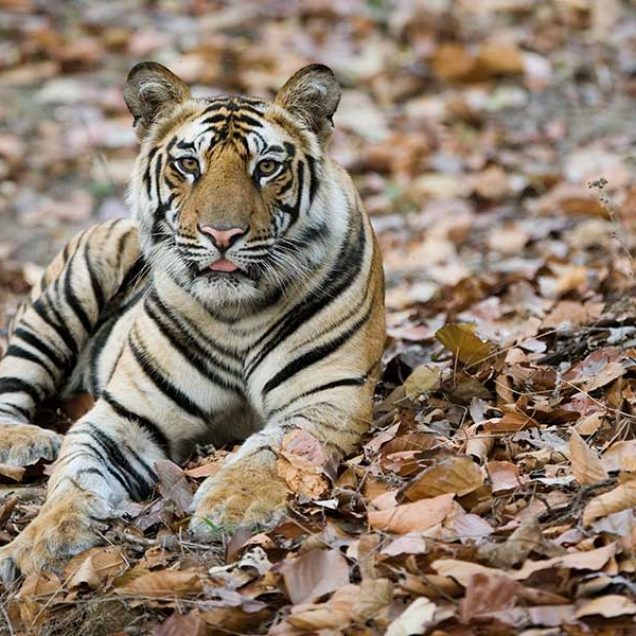 Tiger Safari Tours - Wildlife Tour Packages