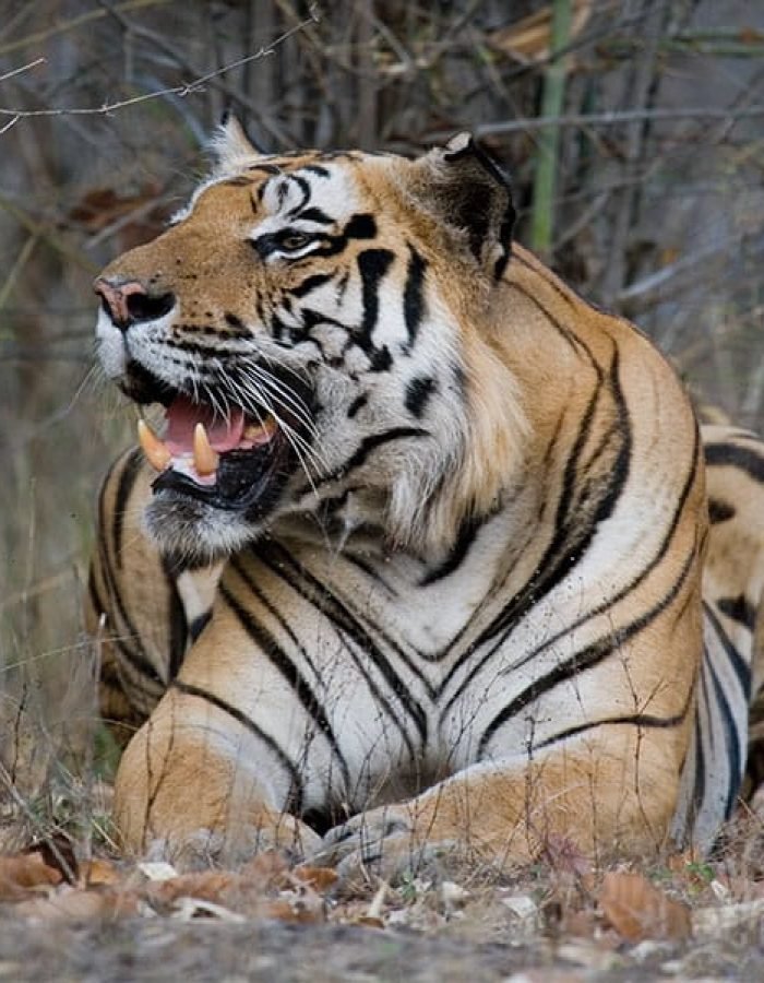 Tiger Tiger Tour