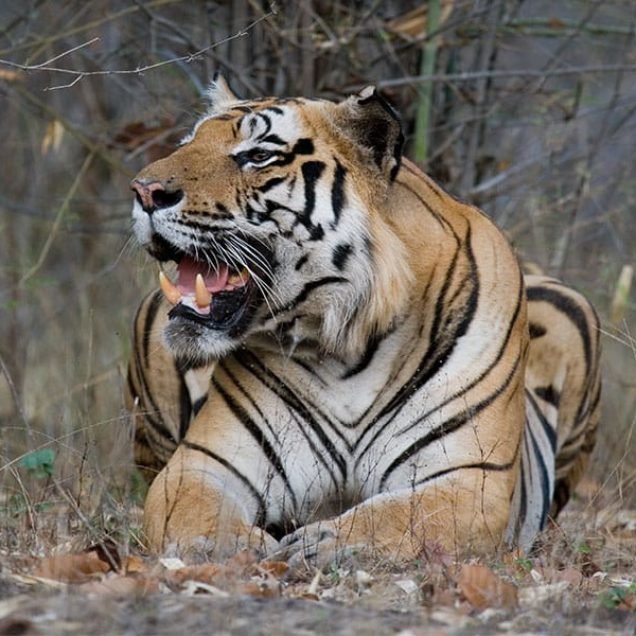 Tiger Tiger Tour