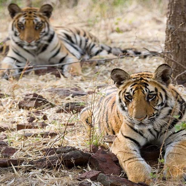 Tiger Tour with Golden Triangle - 8 Days and 9 Nights - Safaris India