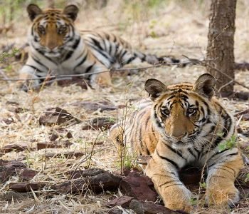 Tiger Tour with Golden Triangle - 8 Days and 9 Nights - Safaris India