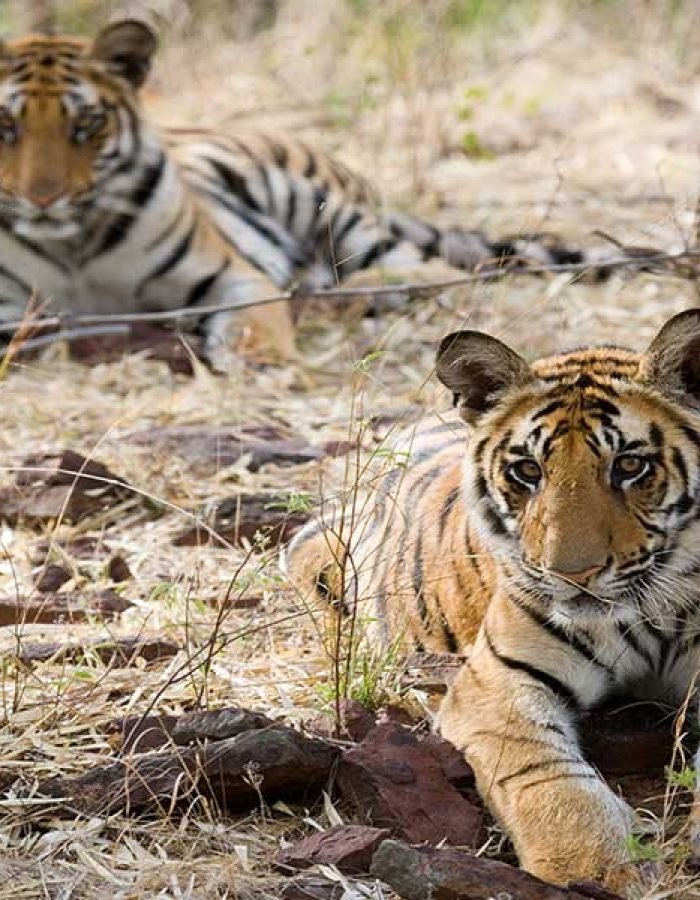 Tiger Tour with Golden Triangle - 8 Days and 9 Nights - Safaris India