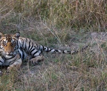 Ultimate Tiger Tour India